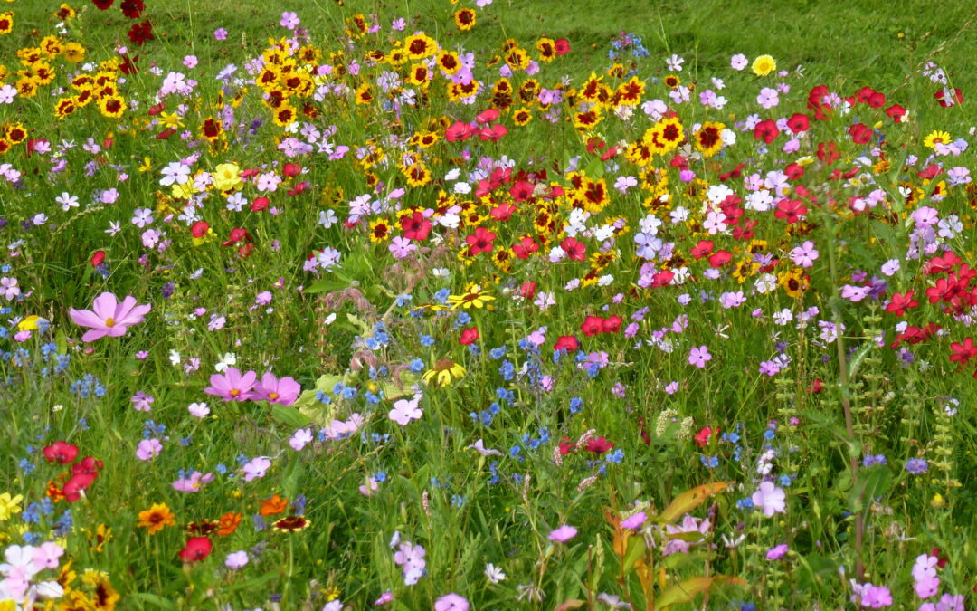 Biodiversiteit als kans langs de Internationale Dollard Route